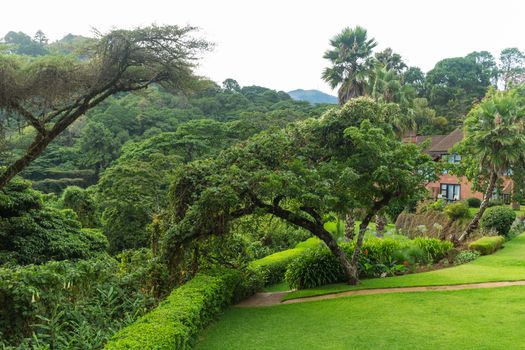 Tables set in a beautiful garden with gigantic trees in the the Mountains