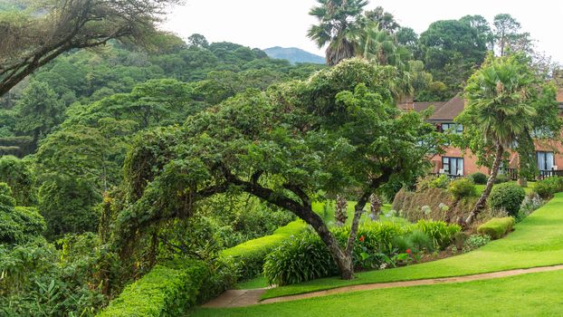 Tables set in a beautiful garden with gigantic trees in the the Mountains