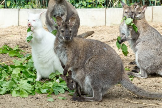 grazzing family of cute Red necked Wallaby, kangaroo with baby in bag and with white albino female