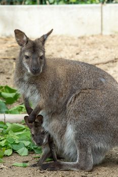 grazzing Red necked Wallaby, kangaroo with baby in bag