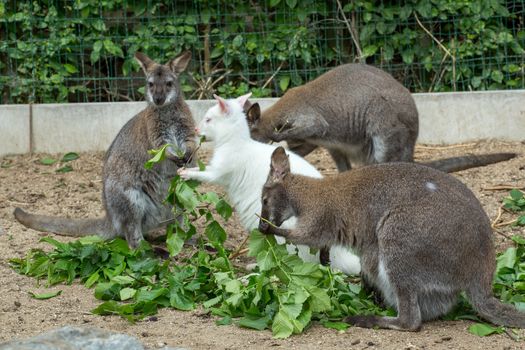 grazzing family of cute Red necked Wallaby, kangaroo with baby in bag and with white albino female