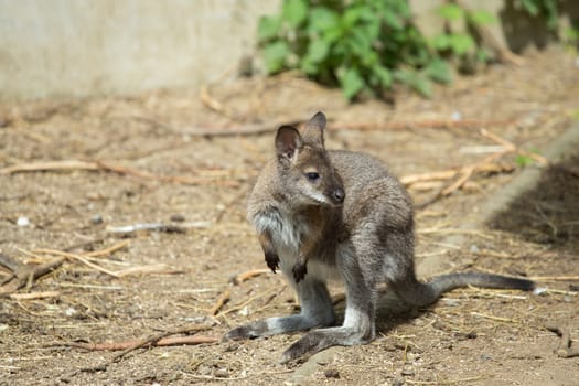 Closeup of a Red-necked Wallaby baby , kangaroo (Macropus rufogriseus)