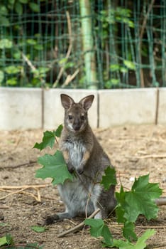 Closeup of a Red-necked Wallaby baby , kangaroo (Macropus rufogriseus)