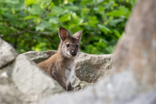 Closeup of a Red-necked Wallaby baby , kangaroo (Macropus rufogriseus)