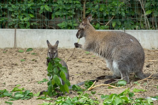 Closeup of a Red-necked Wallaby, kangaroo (Macropus rufogriseus)