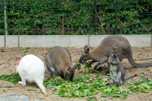 grazzing family of cute Red necked Wallaby, kangaroo (Macropus rufogriseus), with white albino female