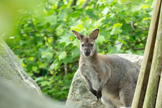 Closeup of a Red-necked Wallaby, kangaroo (Macropus rufogriseus)