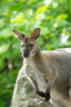 Closeup of a Red-necked Wallaby, kangaroo (Macropus rufogriseus)