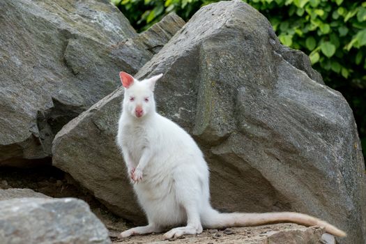 Closeup of a Red-necked Wallaby white albino female, kangaroo (Macropus rufogriseus)