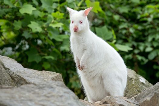 Closeup of a Red-necked Wallaby white albino female, kangaroo (Macropus rufogriseus)