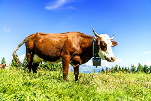 Cow, farm animal in the french alps, Abondance race cow, savy, beaufort sur Doron