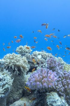 colorful coral reef with shoal of fishes scalefin anthias in tropical sea