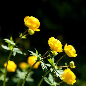 yellow flowers italmas on a green meadow