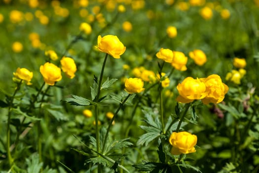 yellow flowers italmas on a green meadow