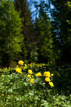 yellow flowers italmas on a green meadow