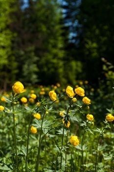 yellow flowers italmas on a green meadow