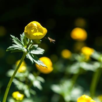 yellow flowers italmas on a green meadow