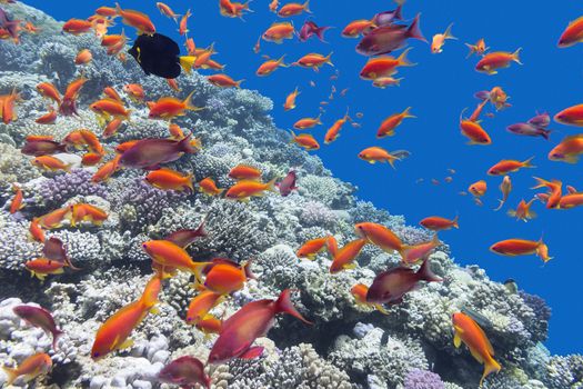 colorful coral reef with shoal of fishes scalefin anthias in tropical sea