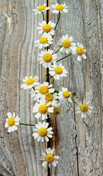 Small Garden Camomiles In a Row closeup on Rustic Wooden background