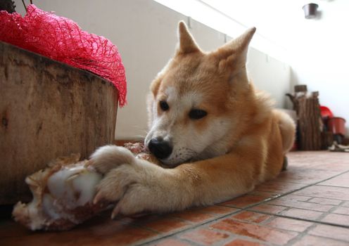 Puppy of Akita Iny enjoys gnawing  its bone