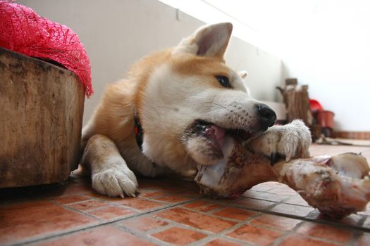 Puppy of Akita Iny enjoys gnawing  its bone