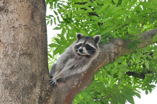 Raccoon (Procyon lotor)