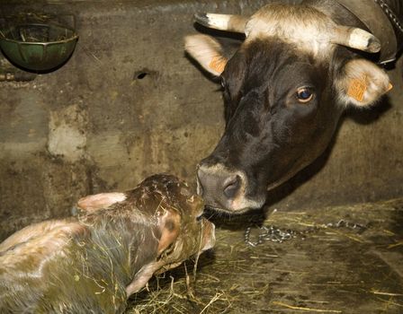 newborn calf, from few minutes, in italian farm