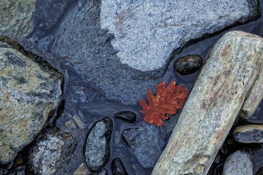 red leaf in winter morning with quiet water and rocks