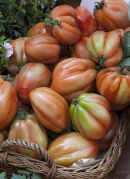 italian quality of tomato called cuore di bue