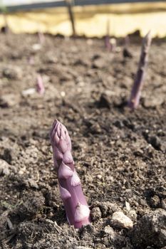 a filed of asparagus in Liguria