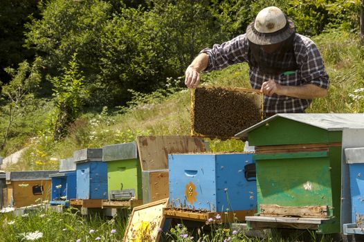 beekeeper at work in italian farm, Italy