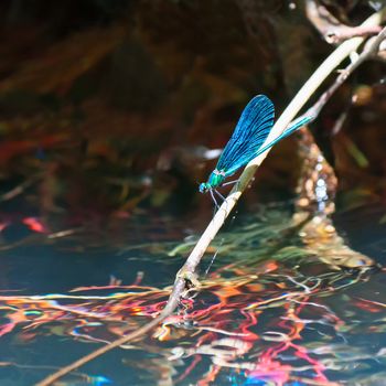 dragonfly on branch reflected in water