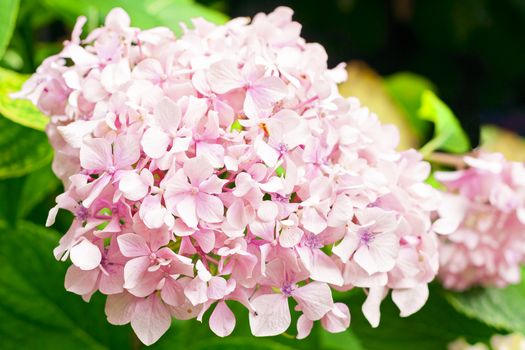 pink hydrangea in garden