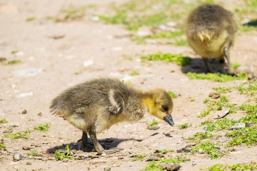 two young greylag geese looking for food