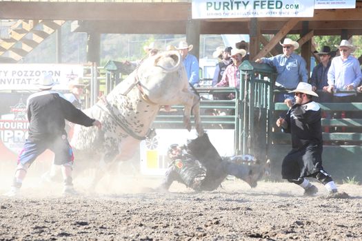 MERRITT, B.C. CANADA - May 30, 2015: Bull rider riding in the first round of The 3rd Annual Ty Pozzobon Invitational PBR Event.