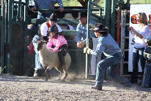 MERRITT, B.C. CANADA - May 30, 2015: Mutton Busting at the The 3rd Annual Ty Pozzobon Invitational PBR Event.