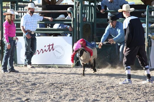 MERRITT, B.C. CANADA - May 30, 2015: Mutton Busting at the The 3rd Annual Ty Pozzobon Invitational PBR Event.