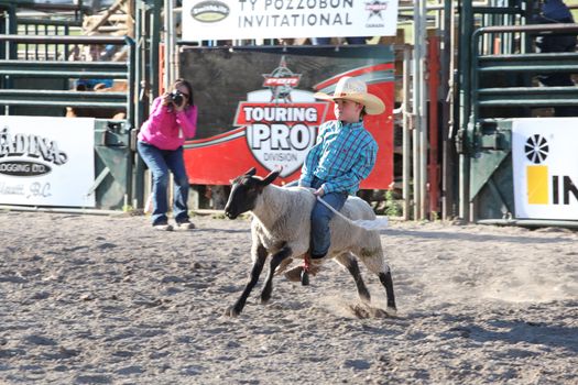 MERRITT, B.C. CANADA - May 30, 2015: Mutton Busting at the The 3rd Annual Ty Pozzobon Invitational PBR Event.