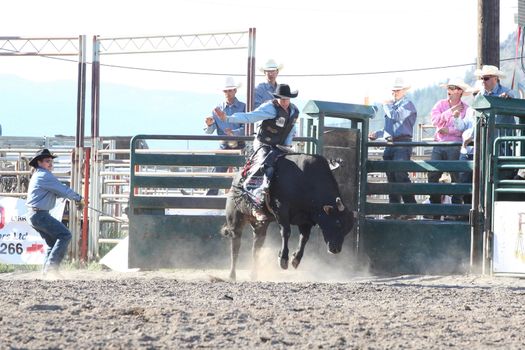 MERRITT, B.C. CANADA - May 30, 2015: Bull rider riding in the first round of The 3rd Annual Ty Pozzobon Invitational PBR Event.