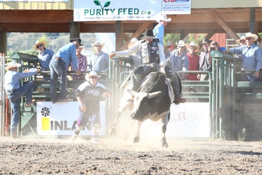 MERRITT, B.C. CANADA - May 30, 2015: Bull rider riding in the first round of The 3rd Annual Ty Pozzobon Invitational PBR Event.