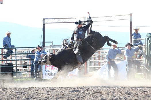 MERRITT, B.C. CANADA - May 30, 2015: Bull rider riding in the first round of The 3rd Annual Ty Pozzobon Invitational PBR Event.