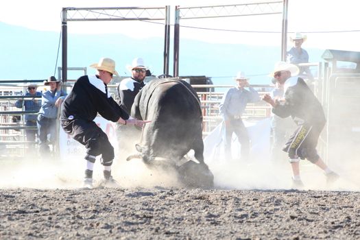 MERRITT, B.C. CANADA - May 30, 2015: Bull rider riding in the first round of The 3rd Annual Ty Pozzobon Invitational PBR Event.