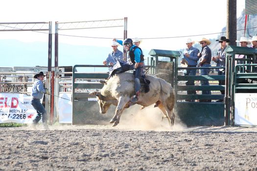 MERRITT, B.C. CANADA - May 30, 2015: Bull rider riding in the first round of The 3rd Annual Ty Pozzobon Invitational PBR Event.