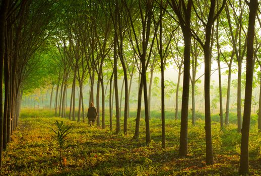 Para rubber tree garden with sunlight, Southern of Thailand