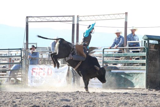 MERRITT, B.C. CANADA - May 30, 2015: Bull rider riding in the first round of The 3rd Annual Ty Pozzobon Invitational PBR Event.