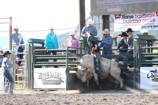 MERRITT, B.C. CANADA - May 30, 2015: Bull rider riding in the first round of The 3rd Annual Ty Pozzobon Invitational PBR Event.