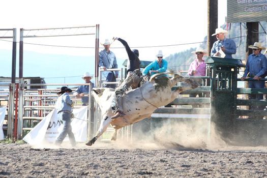 MERRITT, B.C. CANADA - May 30, 2015: Bull rider riding in the first round of The 3rd Annual Ty Pozzobon Invitational PBR Event.