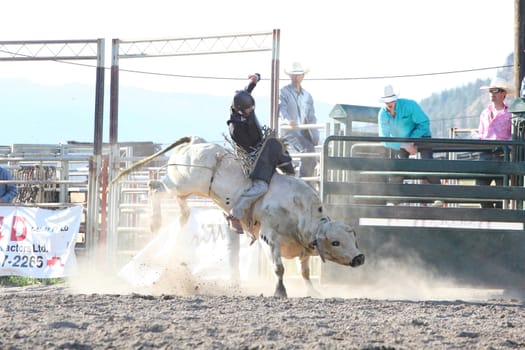 MERRITT, B.C. CANADA - May 30, 2015: Bull rider riding in the first round of The 3rd Annual Ty Pozzobon Invitational PBR Event.