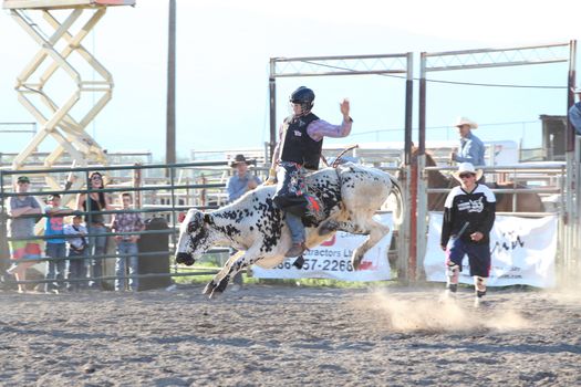 MERRITT, B.C. CANADA - May 30, 2015: Bull rider riding in the first round of The 3rd Annual Ty Pozzobon Invitational PBR Event.