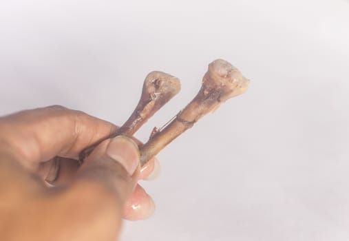 Hand with chicken bone isolated on white background soft focus